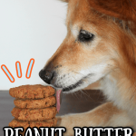 a dog licking a stack of homemade dog cookies with a text overlay that says, "peanut butter dog cookies".