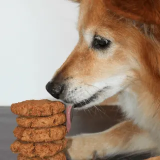a dog licking a stack of 3-ingredient dog cookies
