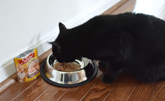 a black cat eating wet cat food