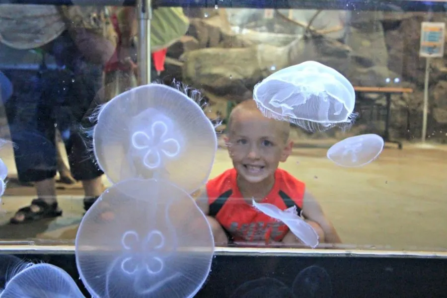 Family Friendly Attractions In Duluth MN - Great Lakes Aquarium
