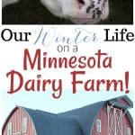 Winter Life On A Minnesota Dairy Farm