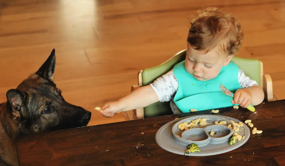 toddler eating and feeding dog