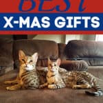 The Best X-Mas Gifts for Cats
