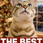 Adult Cat - The Best Gifts For Cats