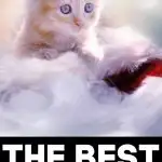 Kitten - The Best Gifts For Cats